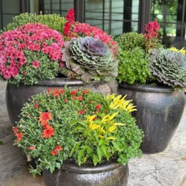 12” MIXED FALL GARDEN PATIO POT PLANTER (Celosia Intenz, kale, mums)