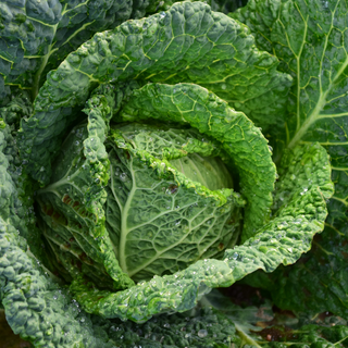 Cabbage, Green