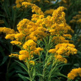 Medicinal Tincture: Goldenrod