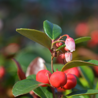 Medicinal Tincture: Wintergreen