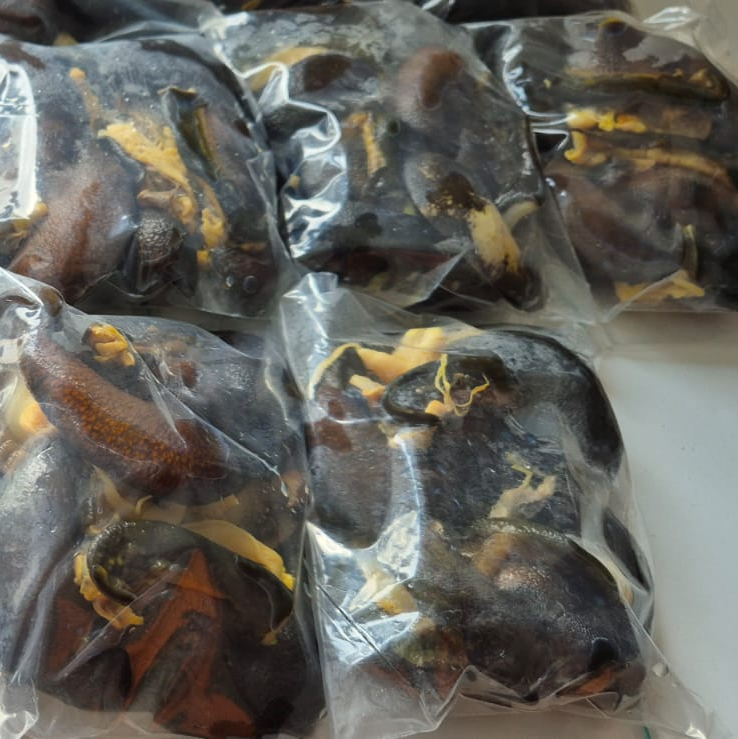 Snail 3 Jumbo size(large size)