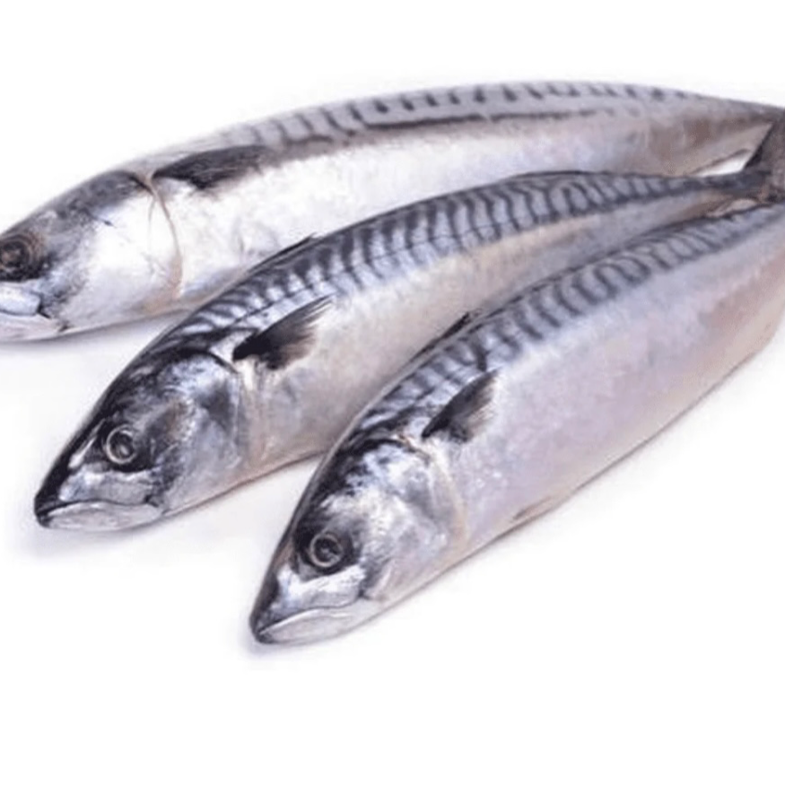 Mackerel Fish