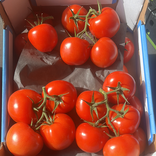 Vineyard Tomatoes