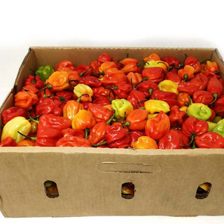 Uganda Scotch bonnet 