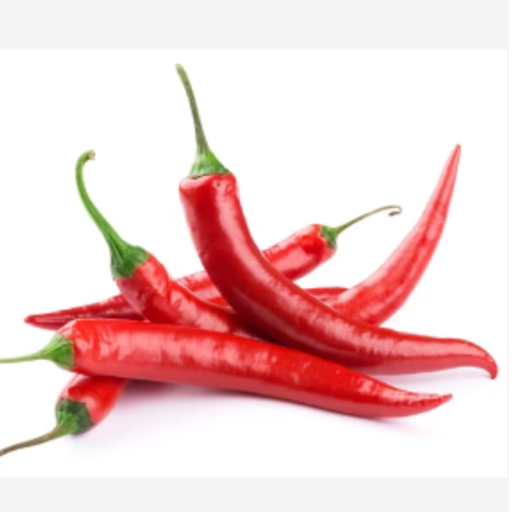 Red Holland chilli 
