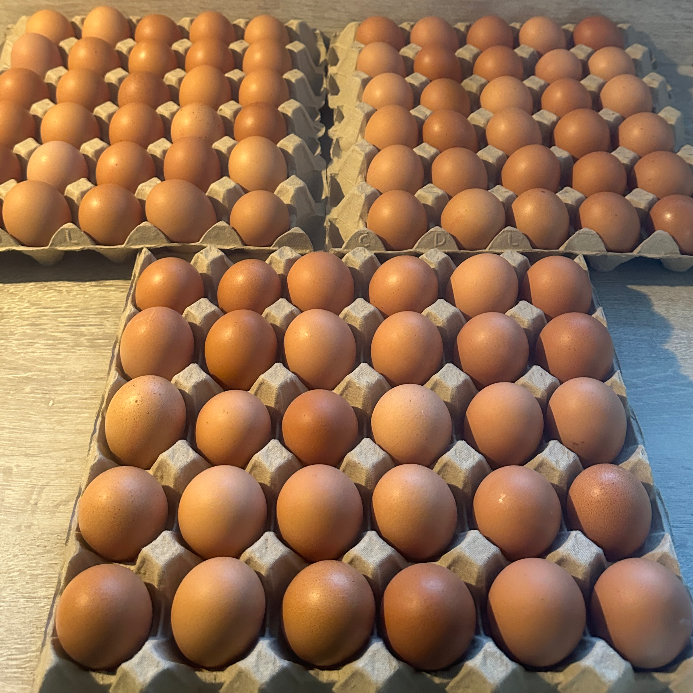 Eggs (Crate of 12 Medium size)