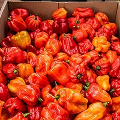 Scotch bonnet