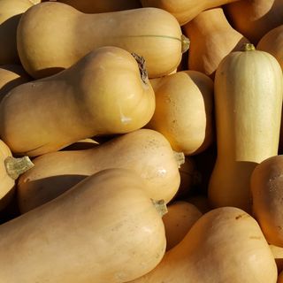 Butternut