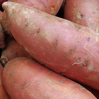 Patate douce