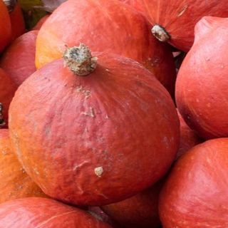 Potimarron