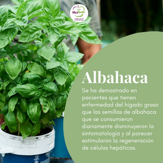 006- Albahaca (50 grs) 