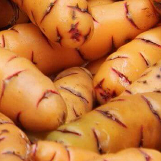 003 - Oca (kilo)