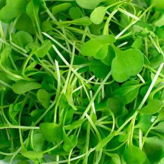 050 - PRAAI - Baby Greens - Germinados Verdes (20grs)