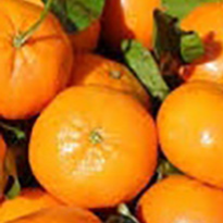 004-Mandarina (docena) 