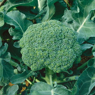 002 - Broccoli Cabeza (unidad)