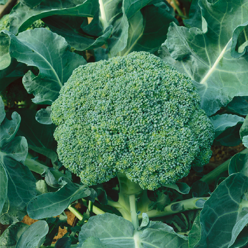 002 - Broccoli Cabeza (unidad) Main Image