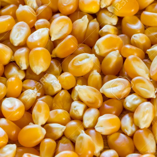 004- Maiz para pipoca (454 gr)