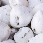 002 - Tunta (1 Libra)