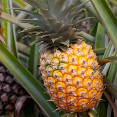 004- Piña (1 unidad) 