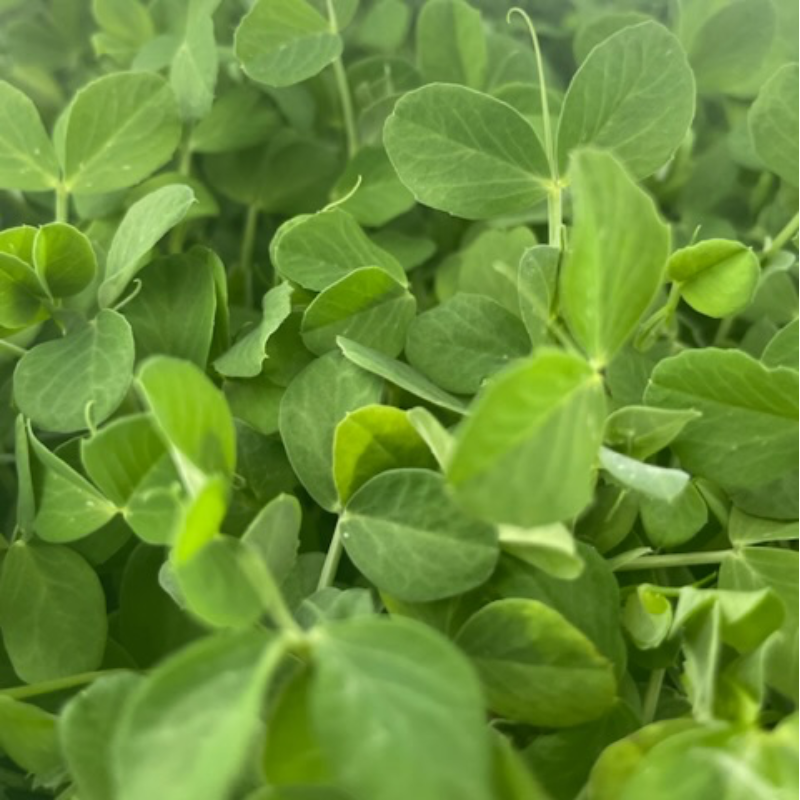 Pea Shoots Main Image