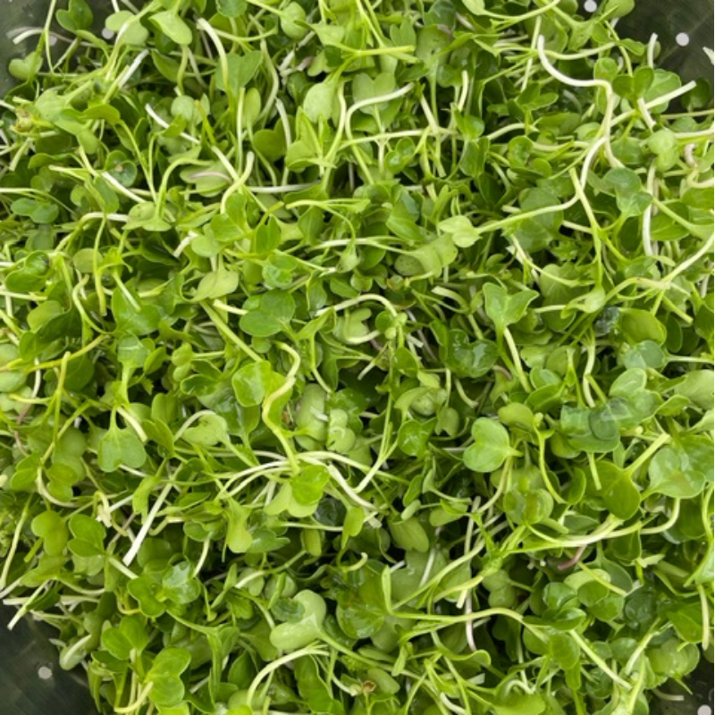 Radish microgreens Main Image