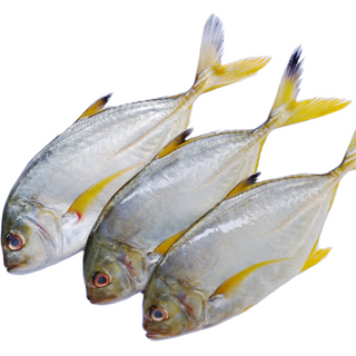 Trevally / Paarai Meen - 1.1 LB