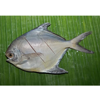 Silver Pofret