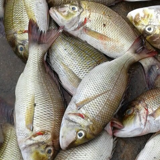 Emperor Fish / Vila Meen - 1.1 LB