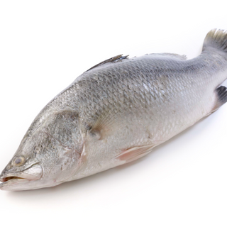 Barramundi / Koduva - 1.1 LB