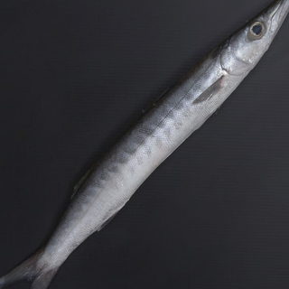 Barracuda / Seela Fish - 1.1 LB