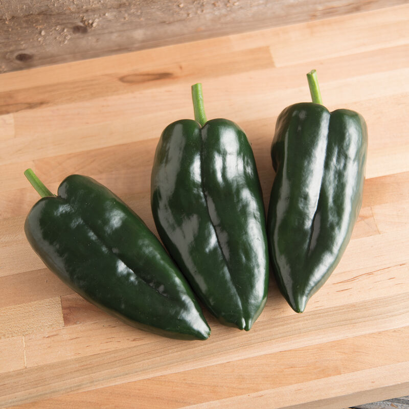 Pepper Poblano Main Image