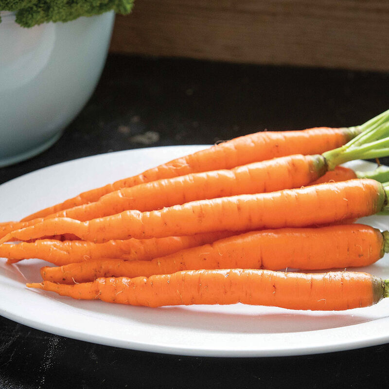 Carrots Main Image