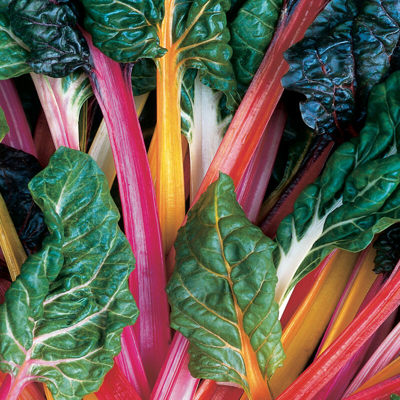 Swiss Chard Main Image