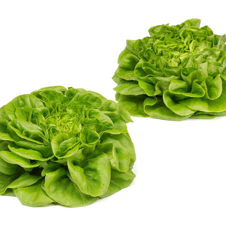 Lettuce