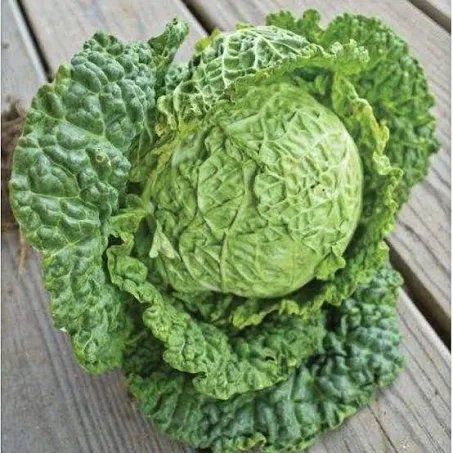 Cabbage