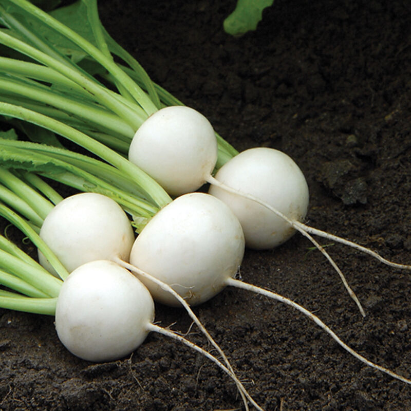 Turnips Main Image