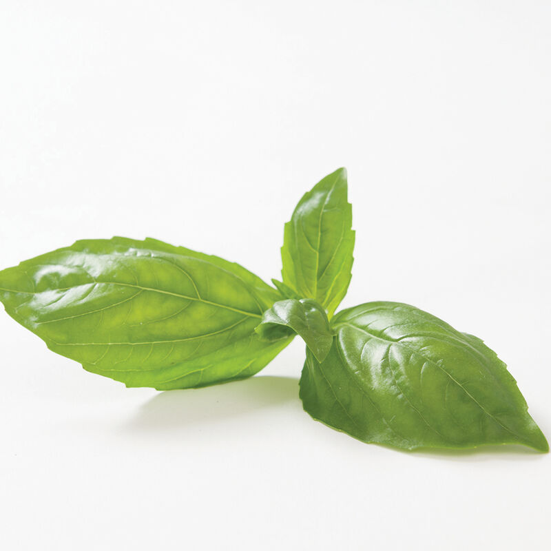 Basil Main Image