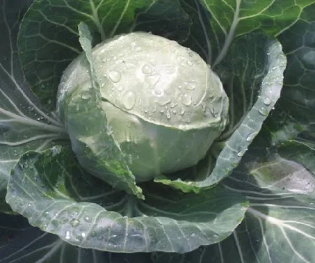 Cabbage