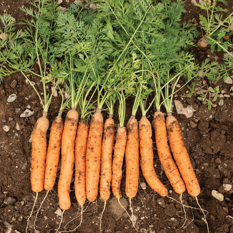 Baby Carrots Main Image