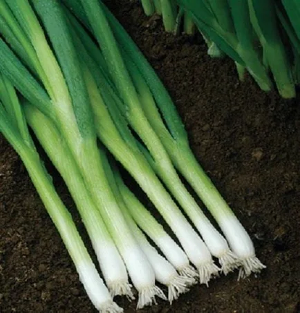 Green Onion