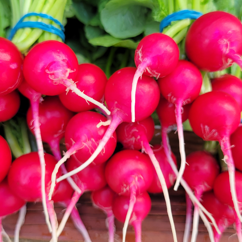 Radishes Main Image