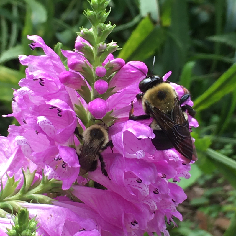 Obedient Plant