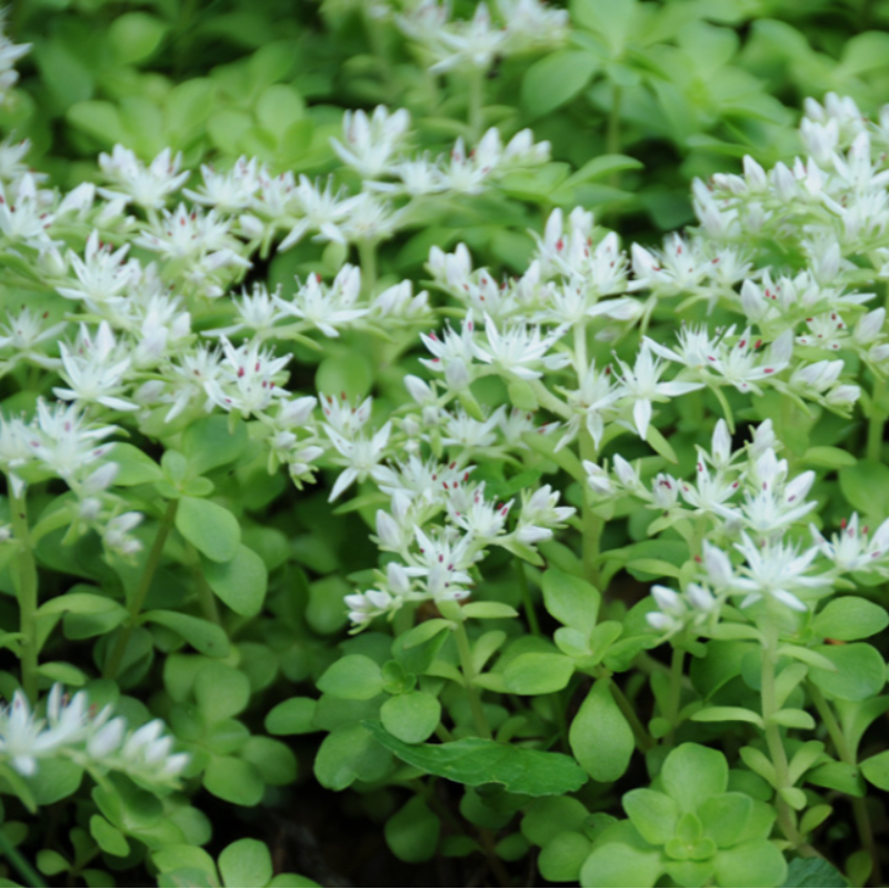 Three-leaved Stonecrop