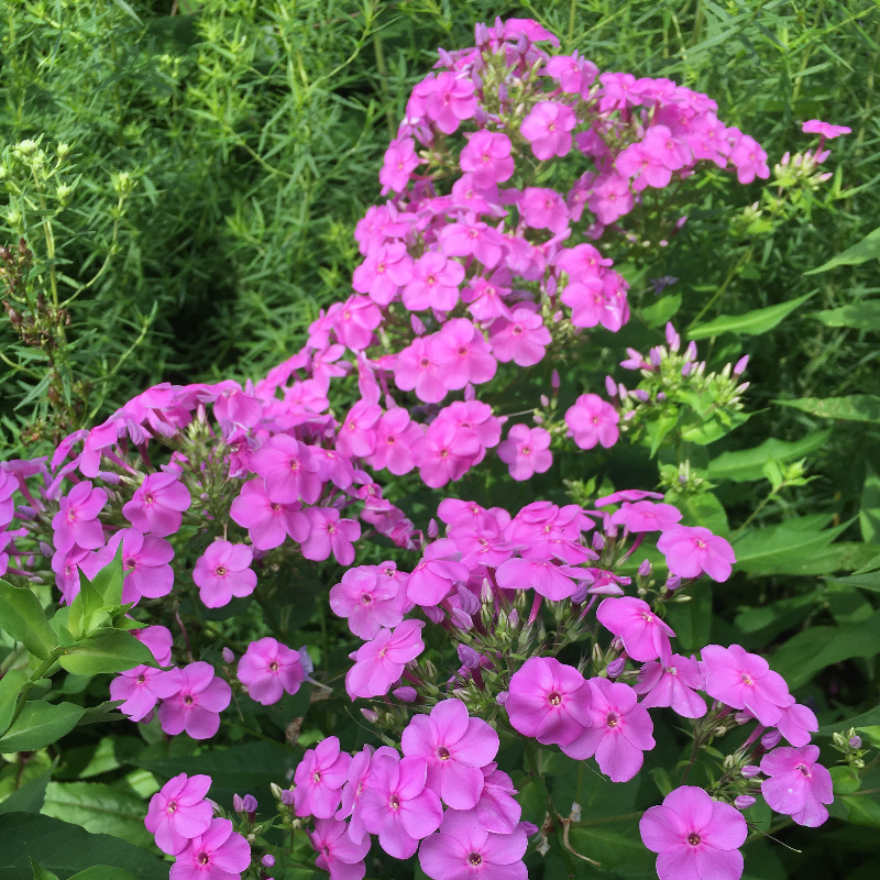 Summer Phlox