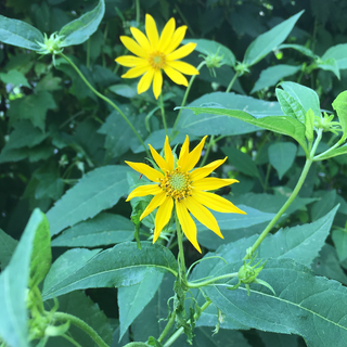 Ten Petaled Sunflower