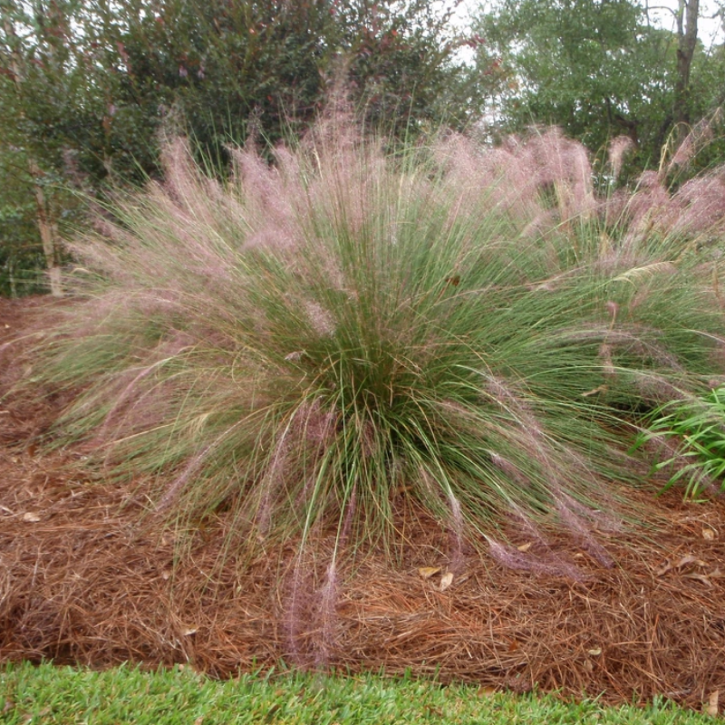 Pink Hair Grass