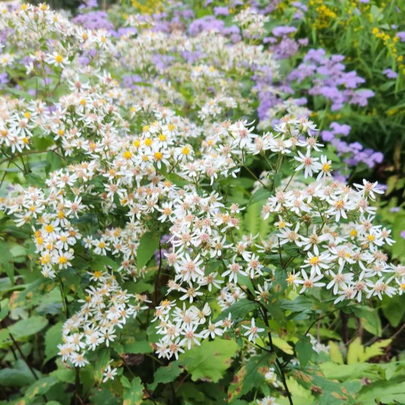 White Wood Aster