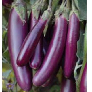 Brinjal long