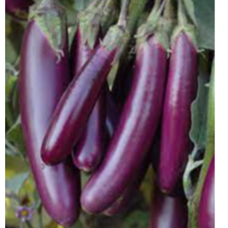 Brinjal long Main Image