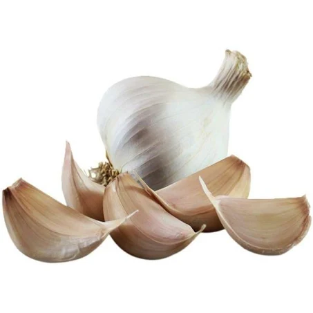 Garlic